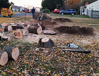 Tree removal in Midlothian, VA.