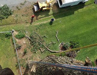 Tree trimming in Midlothian, VA.